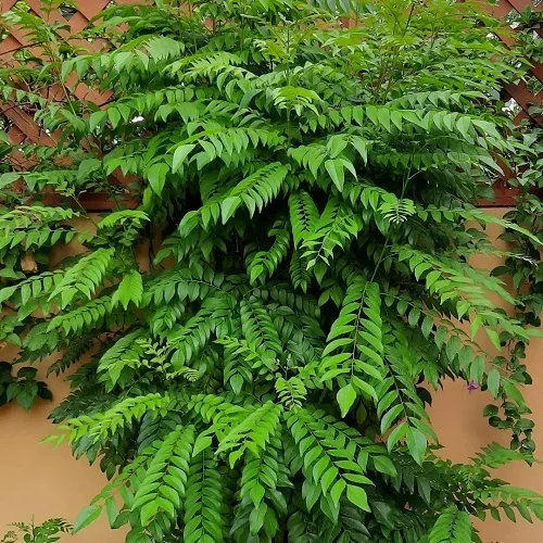 Curry-Leaves-Plant-2